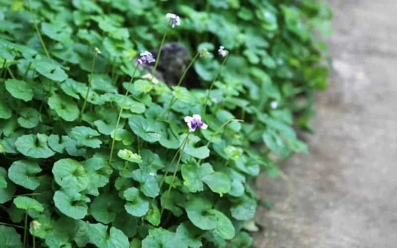 native violet plant covering the ground near a concrete path