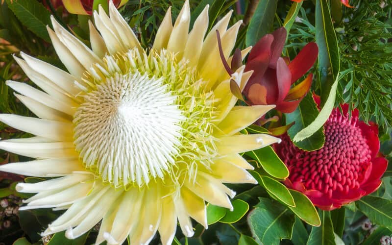 large white crown protea flower next to a scarlet colored protea flower surrouned by green foliage 