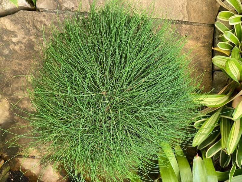 top view of a dense, rounded casuarina plant with fine needle like leaves growing between stone pavers