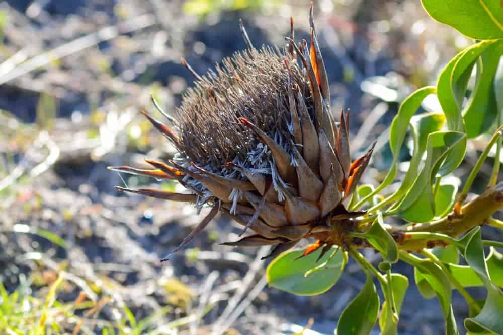Close-up of a dead protea
