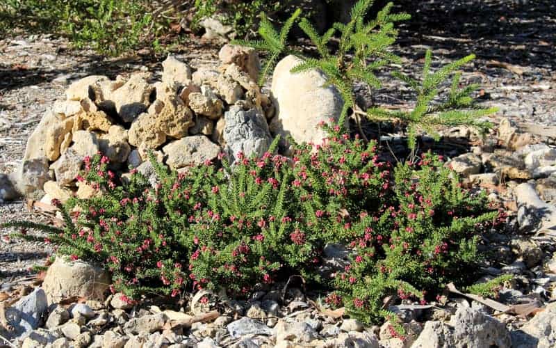 Grevillea lanigera growing on limestones