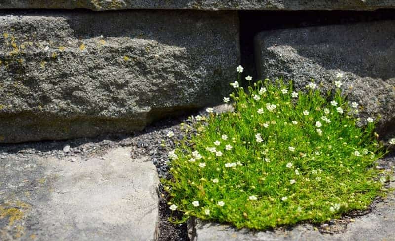 Irish moss growing between rocks
