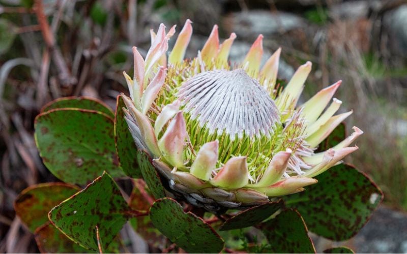 King protea with fungal disease on leaves
