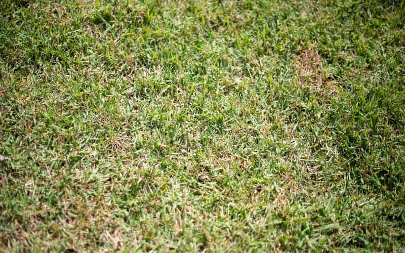 "Nara Zoysia" with medium textured leaves growing in full sunlight