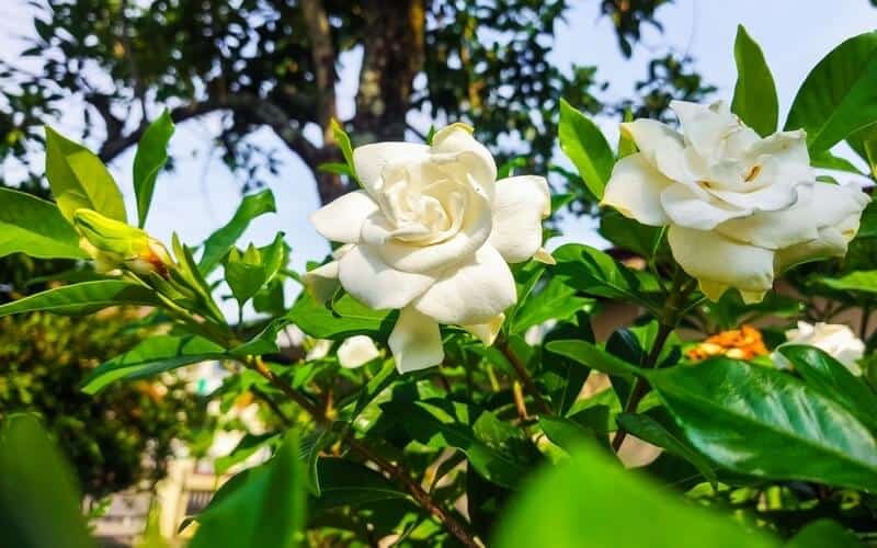 Close up of blooming white Cape Jasmine flowers surrounded by glossy green leaves on a sunny day