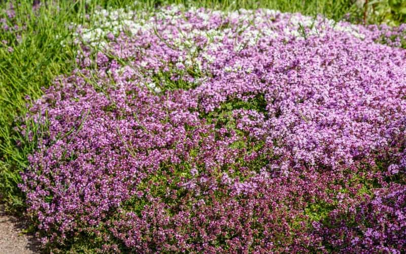 creeping thyme with purple, pink, and white flowers growing in dense clusters