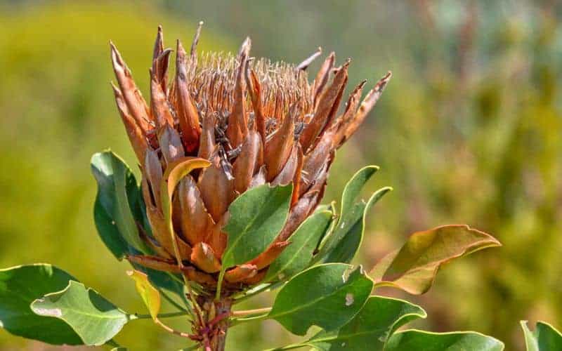 dried king protea flower