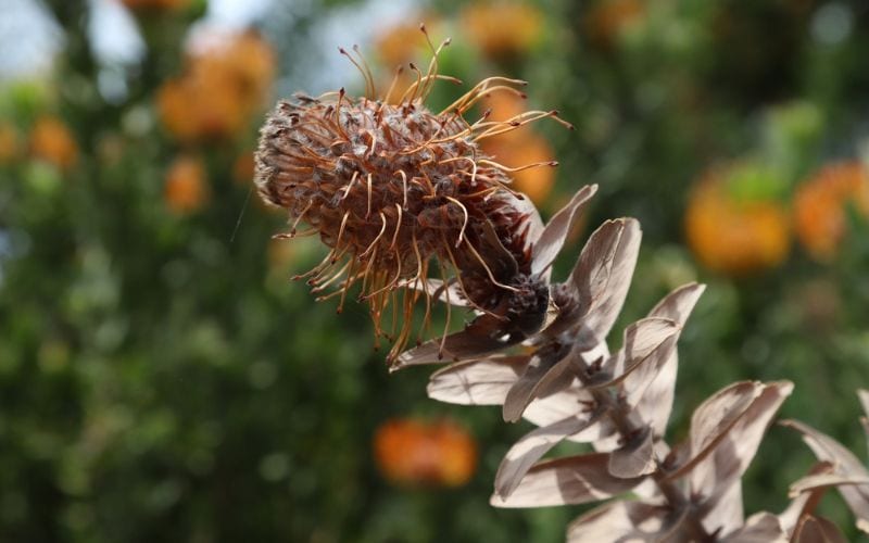 dying protea