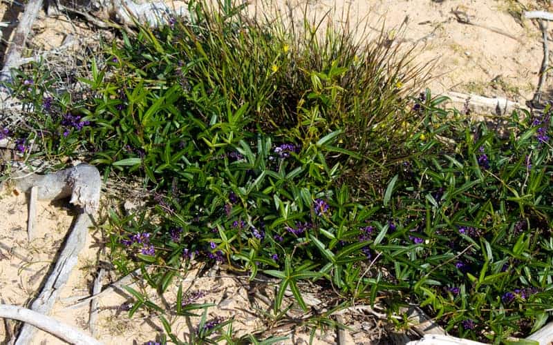 A flowering hardenbergia violaceae growing below wooden board walk steps