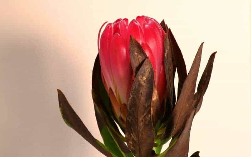 frost damaged protea with wilted leaves