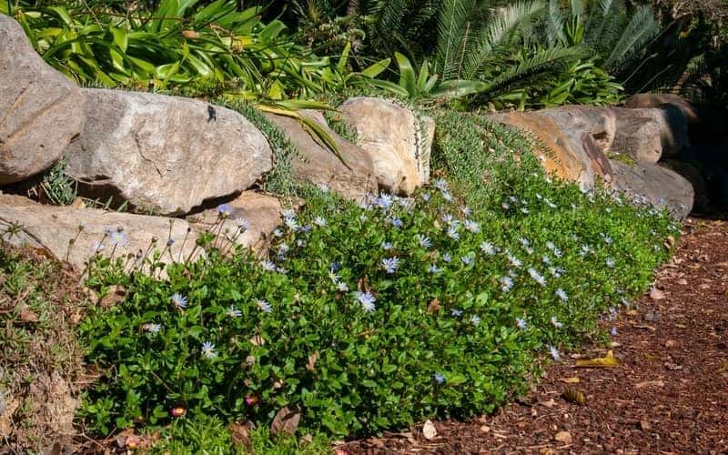 ground cover plants on a rocky garden