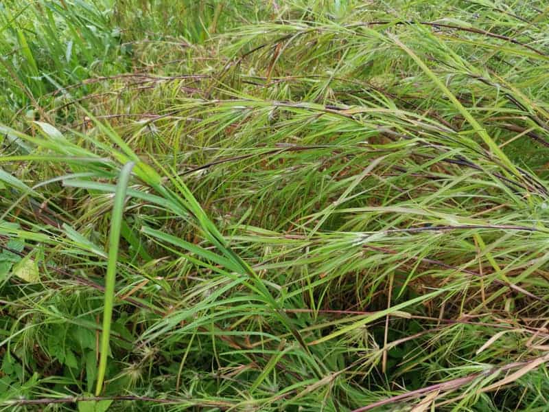 kangaroo grass ground cover plant swaying in the wind