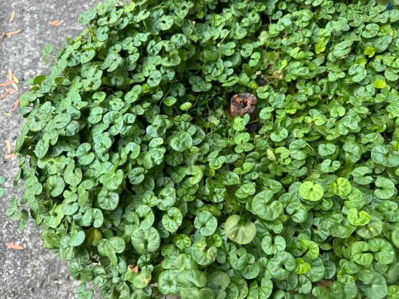 Close up of lush green kidney weed groundcover with small rounded leaves growing along pavers