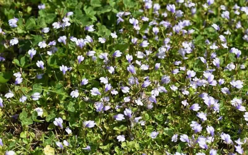 mazus ground cover plant growing under direct sunlight