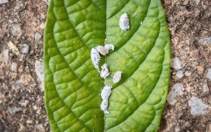 mealy bugs on a leaf