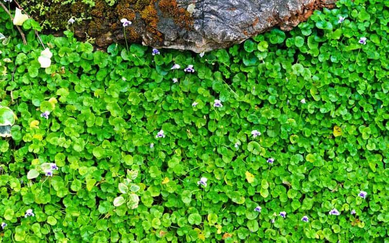 native violets growing in a dense cluster near rocks