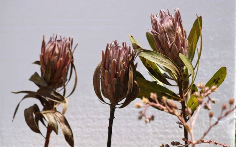 protea with browning leaves