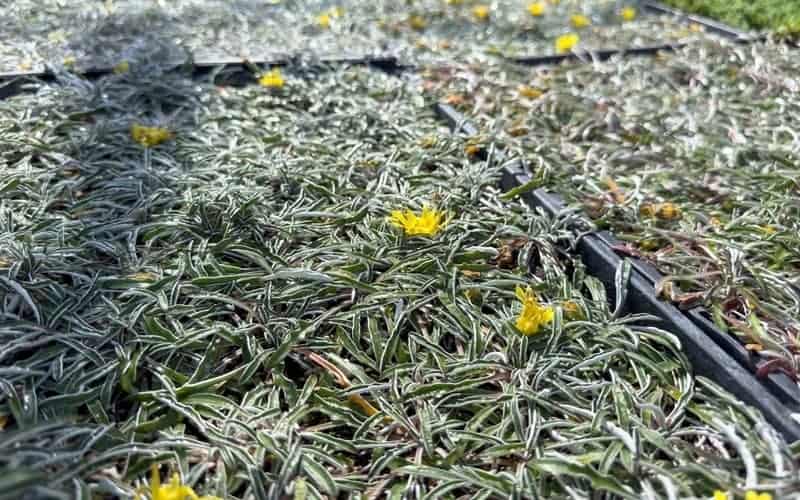 silver carpet ground cover plant with yellow flowers