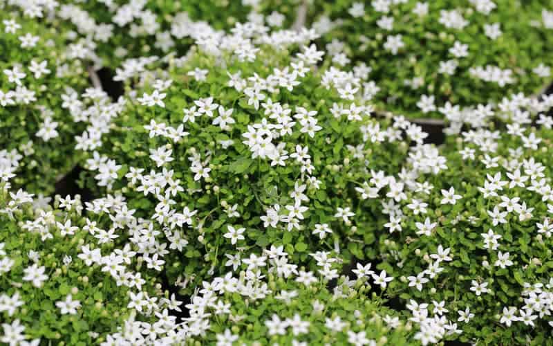 white star creeper with small star shaped flowers