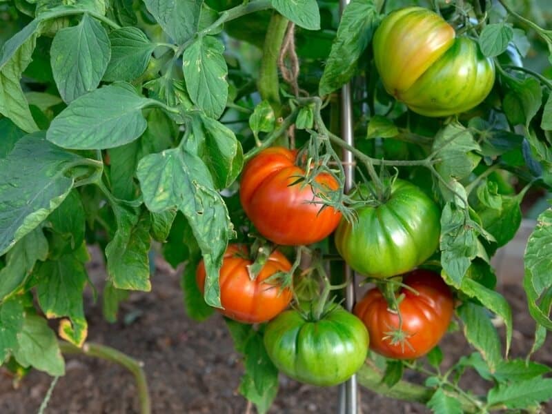 large Big beef tomatoes growing outdoors with metal support