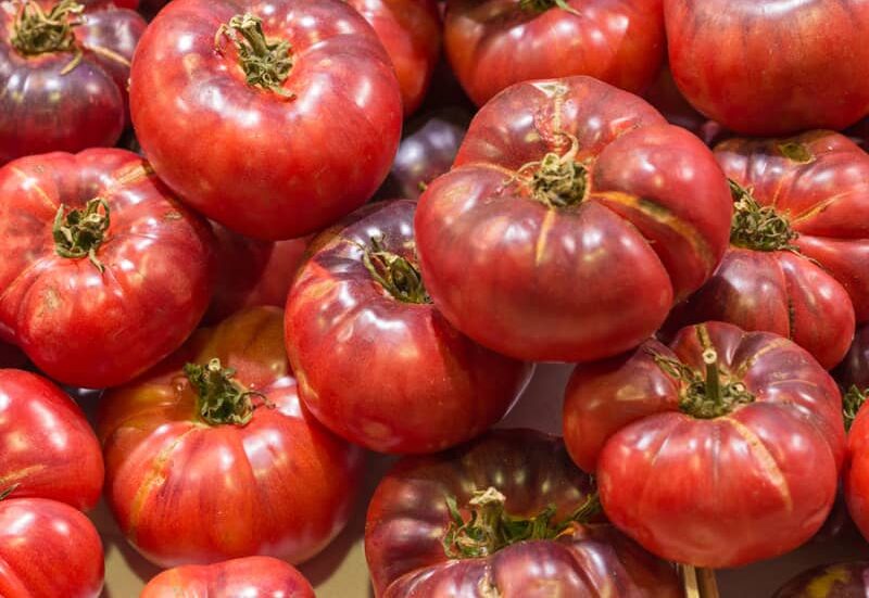 stack of Black Krim tomatoes newly harvested and exposed under sunlight 