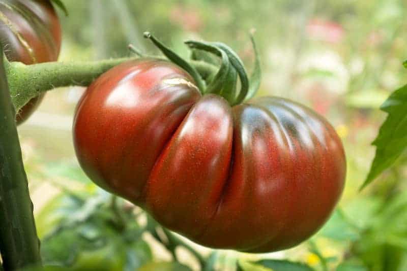 Black Russian tomato