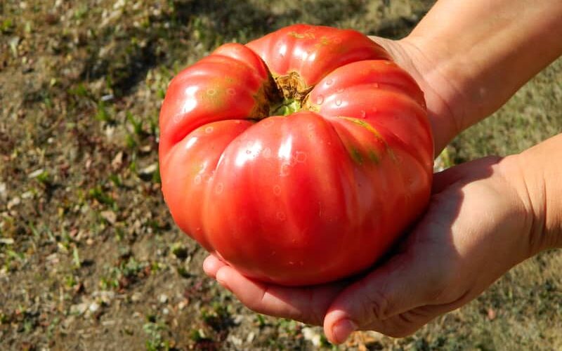 Woman holding a huge organic Brandywine tomato