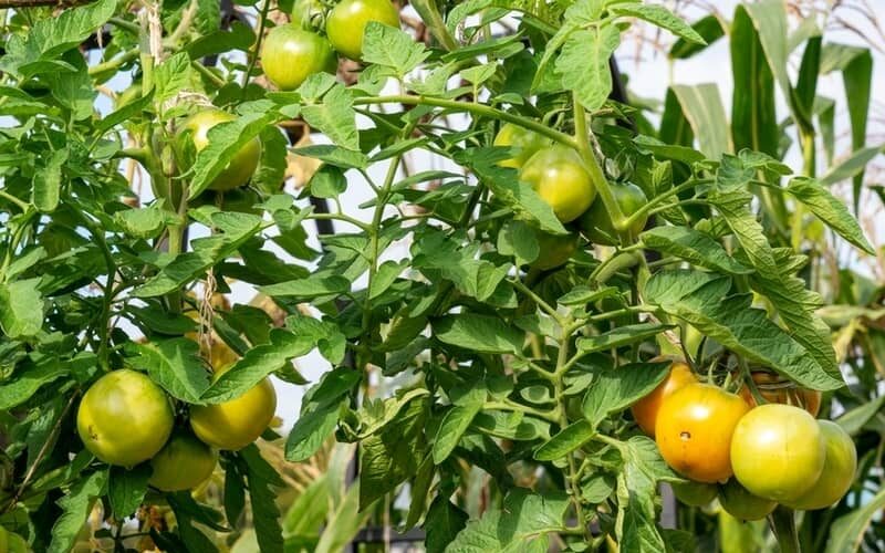 unripe Crimson crush tomatoes growing outdoors
