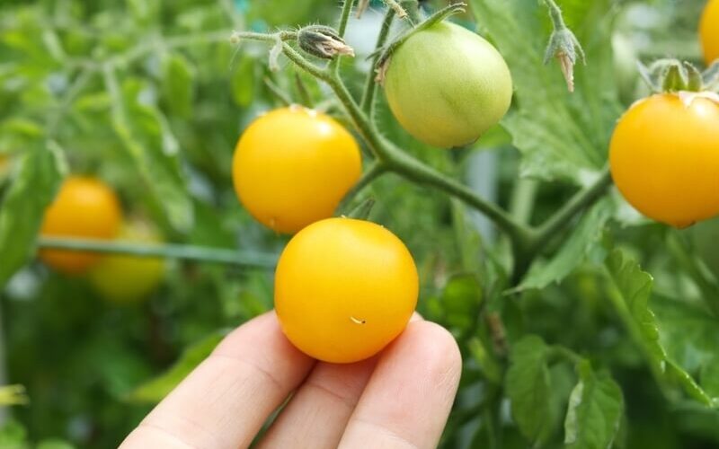 Gold Nugget tomatoes with yellowish fruits growing on a branch