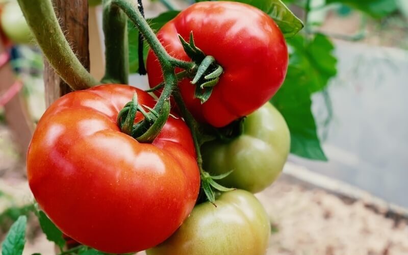 ripe and unripe Grosse Lisse tomatoes hanging from a branch