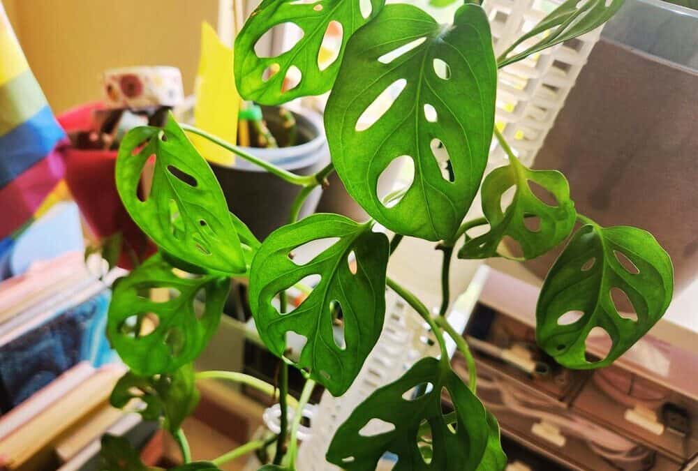 How To Propagate Monstera Plants