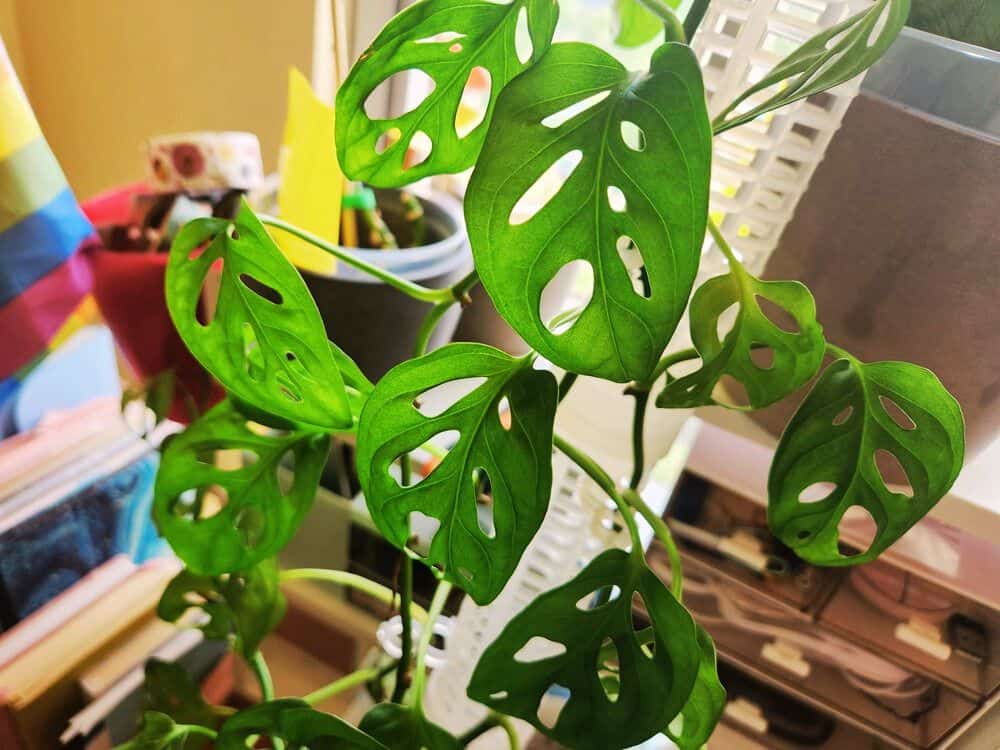 Monstera Adansonii