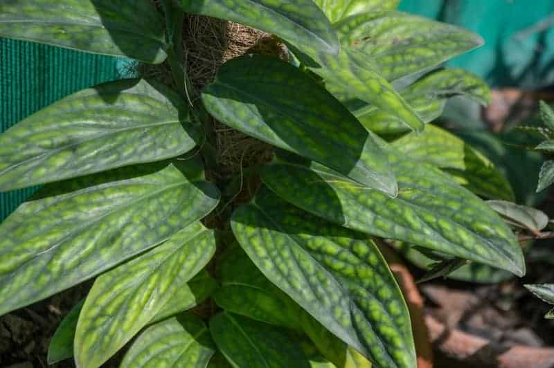 Monstera Peru plant with wrinkled, dark green, and leathery arrow shaped leaves