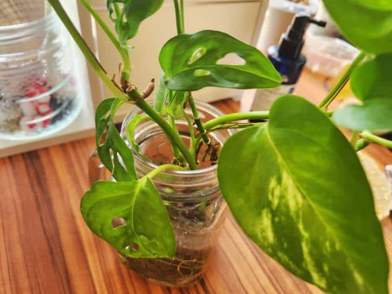 Monstera and pothos cuttings in a small glass bottle