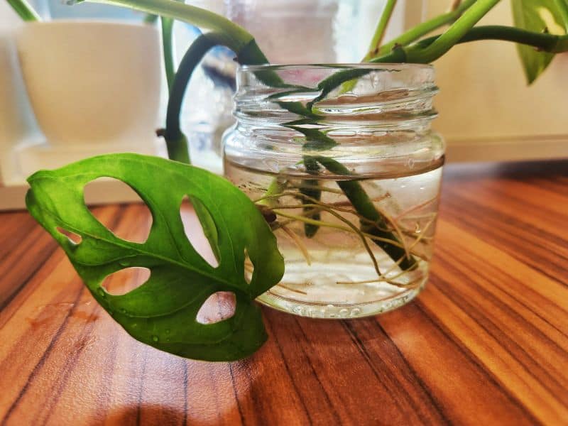 Monstera cuttings growing roots in a clear glass bottle with clean water