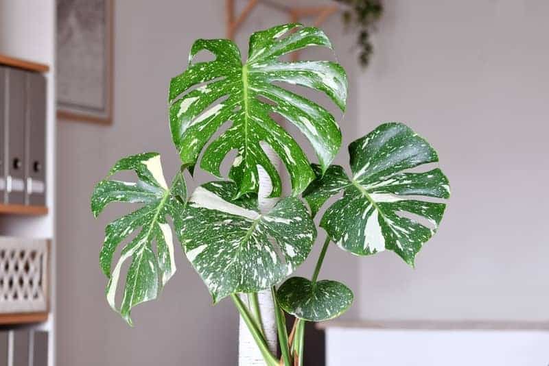 Monstera 'Thai Constellation' with creamy white splashes resembling stars