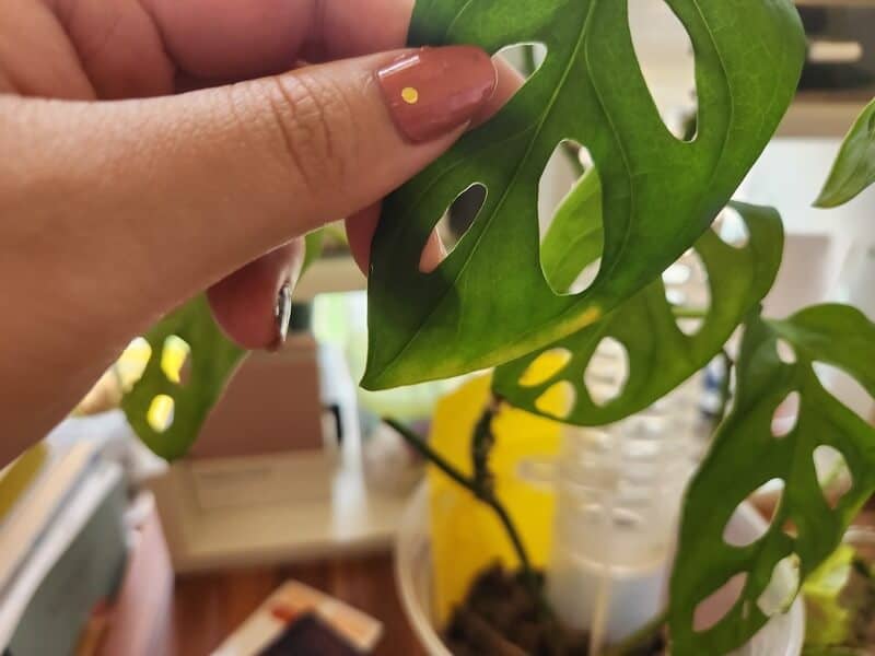 Monstera leaves with yellowing edges