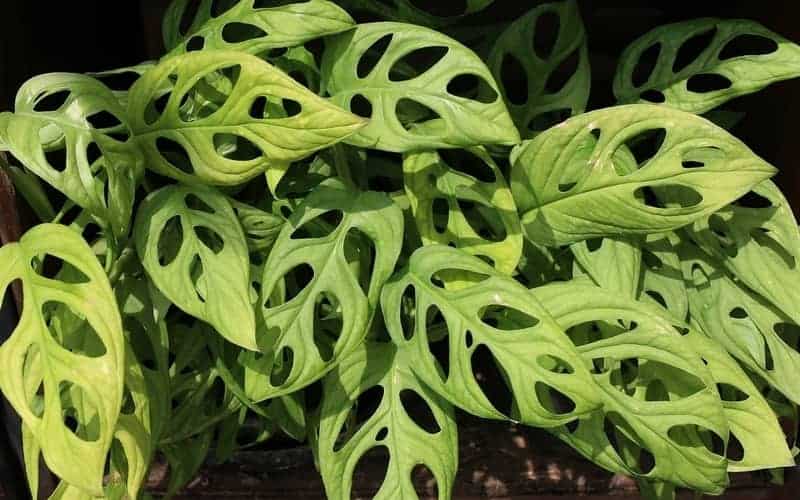 overlapping Monstera acuminata leaves up close