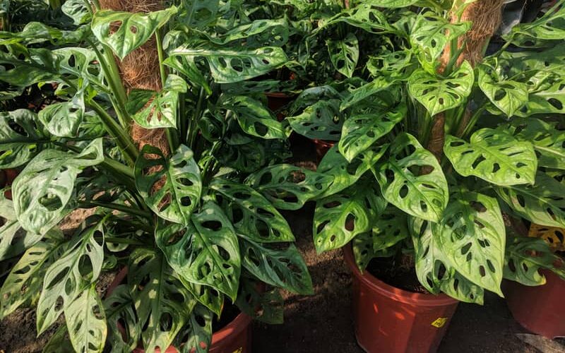 potted monstera adansonii plants