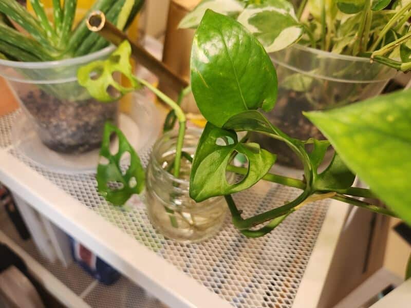 Monstera and other plants exposed under full-spectrum grow lights