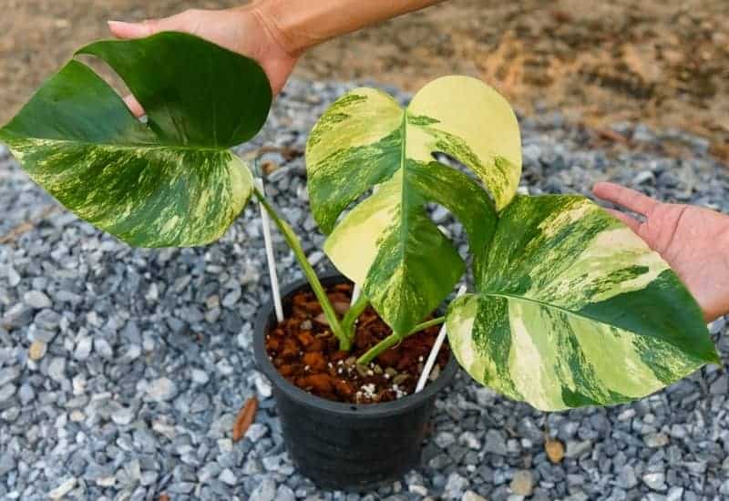 Monstera deliciosa 'Aurea' leaves with lime-colored splashes