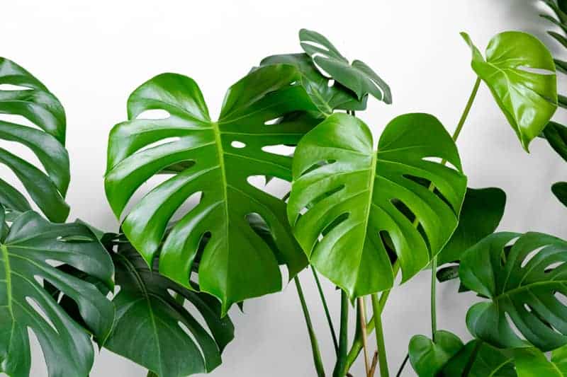 large Monstera deliciosa leaves with split fenestrations