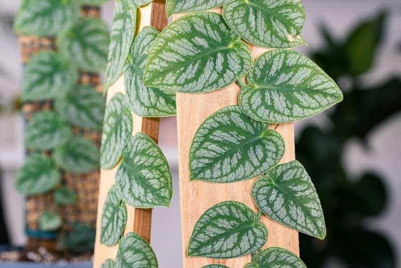 Monstera dubia plant with small, heart-shaped leaves climbing a wooden plank
