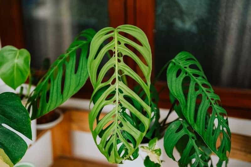 Monstera esqueleto with drooping leaves