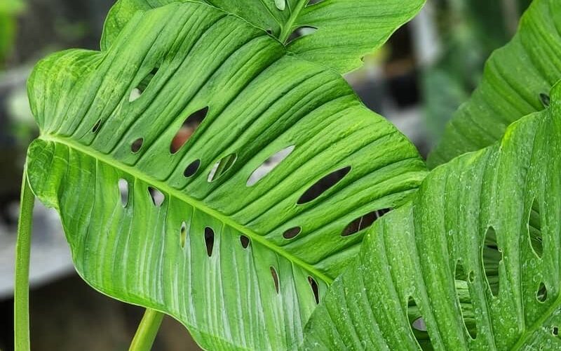 close up of Monstera lechleriana with oval shaped leaves