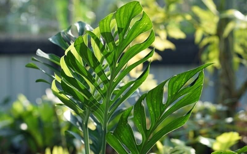 Monstera pinnatipartita with feather-like leaves growing under natural sunlight