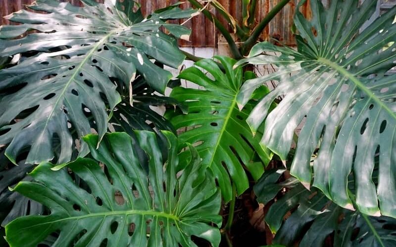 Monstera punctulata with very large foliage growing outdoors
