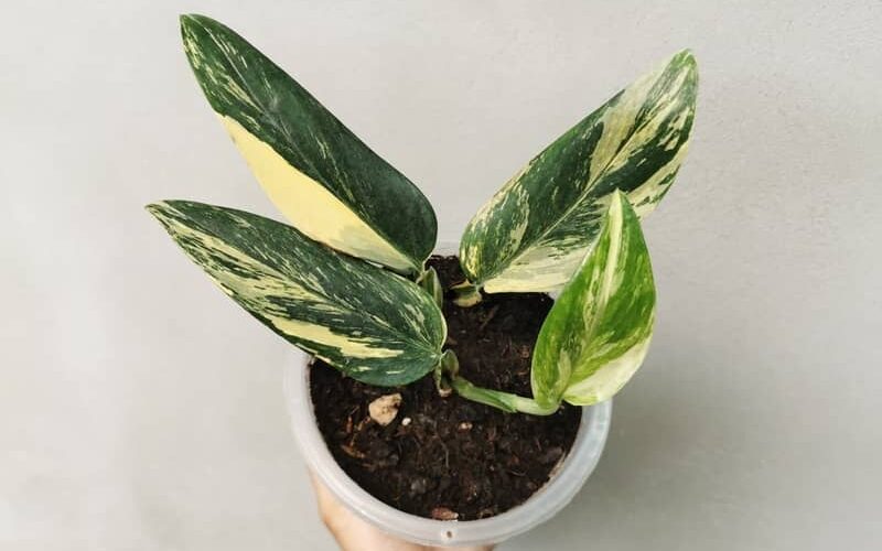 hand holding a potted Monstera standleyana plant with arrow-shaped leaves