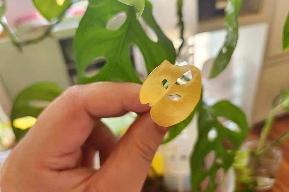 Hand holding a yellow Monstera leaf