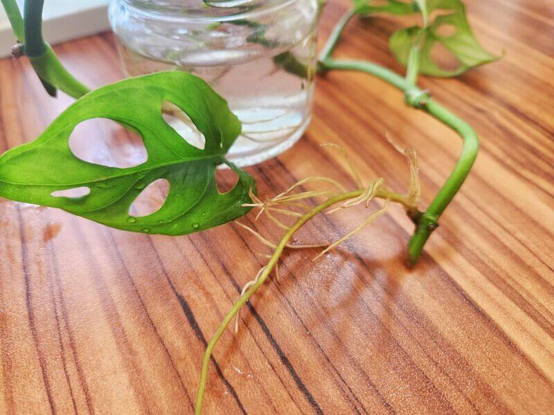 New roots growing from a monstera cutting